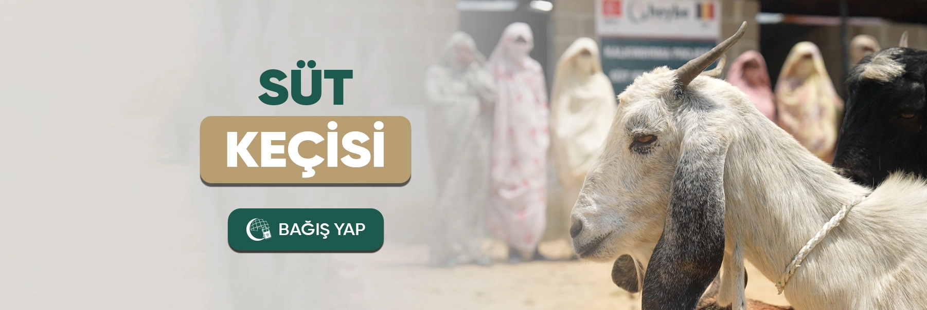 Süt Keçisi Projesi